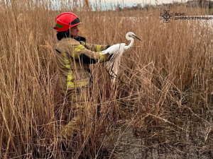 Чапля потрапила в пастку: рятувальники Кривого Рогу прийшли на допомогу - фото