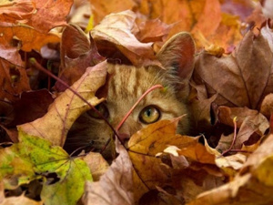 Іменини 14 листопада, фото з відкритих джерел