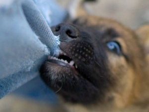 Фото из сети Интернет