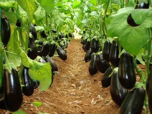 Як виростити сильні рослини та отримати рясне плодоношення - фото з відкритих джерел