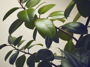 Фікус із живця: найпростіші методи укорінення - фото з відкритих джерел