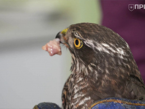 Фото ГО "Прихист"