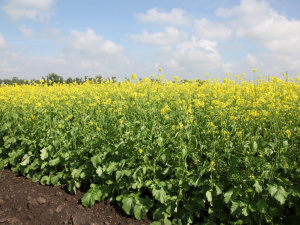 Гірчиця на городі: природний захист і підживлення ґрунту - фото з відкритих джерел