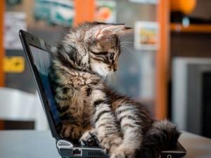 Фото із мережі Інтернет