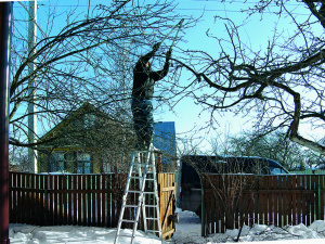 Місячний календар садівника на січень 2026 року - фото з відкритих джерел
