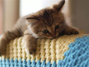 Котик мерзне, фото з відкритих джерел 