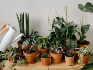 Фото з відкритих джерел