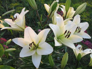 Як і чим підживити лілії, щоб пишно цвіли - лайфхаки