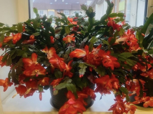 Як змусити різдвяник рясно цвісти - фото з відкритих джерел