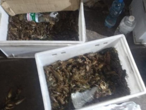 Фото пресс-службы Криворожского отдела полиции