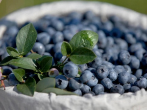Як перетворити жменю ягід на власний урожай лохини - фото з відкритих джерел