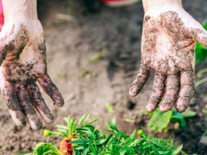 Не можете відмити руки після робіт на городі? У нас є дієві способи