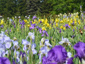 Фото із офіційної сторінки Криворізького ботанічного саду у соціальній мережі Facebook