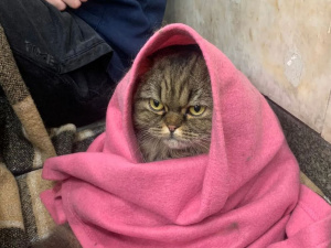 Фото з відкритих джерел