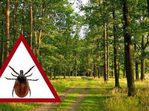 Зображення із мережі Інтернет