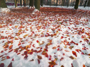 Фото з відкритих джерел  