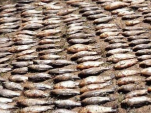 Фото пресс-службы Криворожского отдела полиции