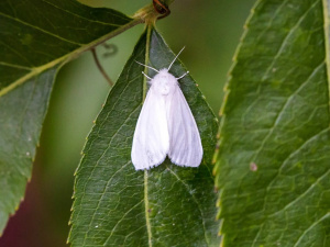 Як врятувати сад від навали білого метелика - фото з відкритих джерел