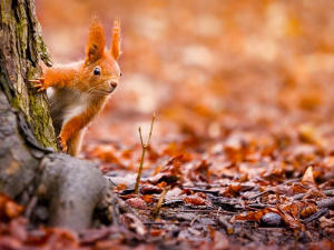 Фото з відкритих джерел