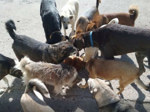 Фото ДТЕК Криворізька ТЕС