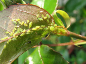 Фото з відкритих джерел
