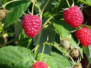 Щоб був гарний врожай малини: секрети вирощування малини