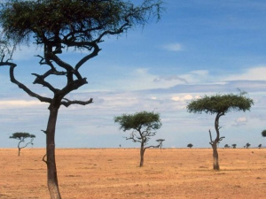 Ученые нашли в Африке новый вид млекопитающих