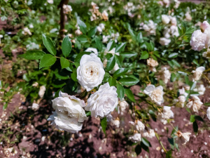 Не можна ворожити та проводити інші ритуали: прикмети та традиції 7 липня