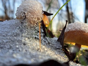 Не лише сніг: які гриби ростуть у лісі в грудні - фото з відкритих джерел