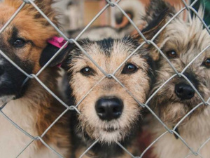 Фото із мережі Інтернет