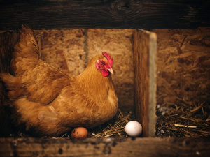 Фото з відкритих джерел