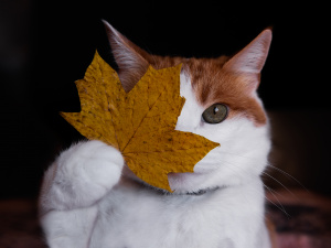 Фото gettyimages.com