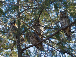 На Криворіжжі помітили вухатих сов - фотофакт