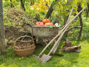 Вересневий сад та город: сприятливі дні для посадки та догляду - фото з відкритих джерел