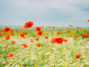 Фото з відкритих джерел 