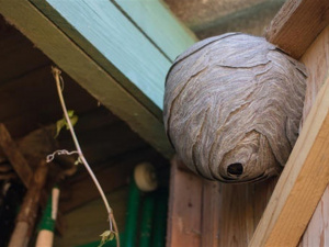 Фото із мережі Інтернет