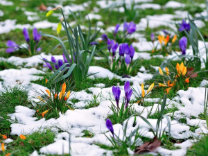 Весна в саду - фото з відкритих джерел