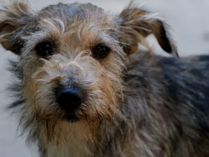 Фото редакції krivbass.city 