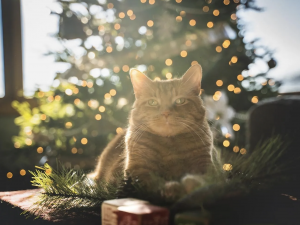 Кіт біля ялинки з вогниками, промені сонця, контроверсійна світло падає на кота - фото з відкритих джерел