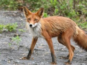 Фото із мережі Інтернет