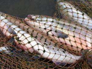 У Кривому Розі штрафуватимуть за ловлю риби в зоні зимувальних ям на Карачунівському водосховищі