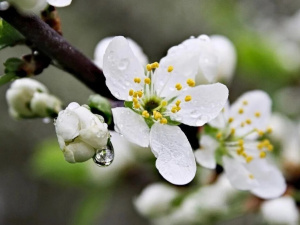 Від +18 до похолодання: як зміниться погода в Україні 13–19 квітня