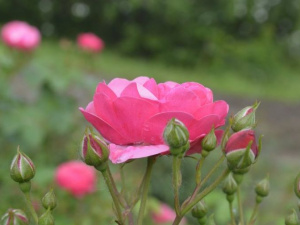 Фото: Криворізький ботанічний сад