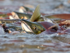 На водоймах Дніпропетровщини розпочався нерест: яке покарання за порушення правил риболовлі