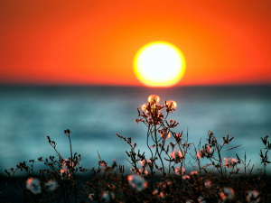 День літнього сонцестояння – все про цей день: прикмети та традиції