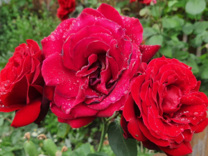 Фото редакції krivbass.city