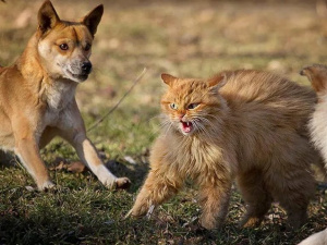 Фото із мережі Інтернет