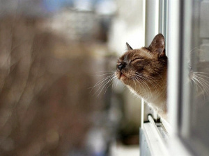 Кіт гріється на сонечку, фото з відкритих джерел 