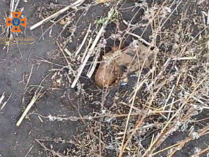 Фото: ГУ ДСНС України у Дніпропетровській області