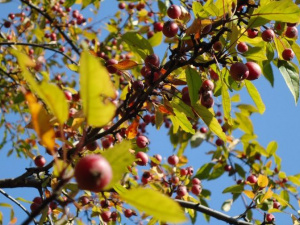 Фото Криворізького ботанічного саду